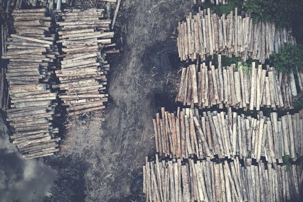 April_2025_-_Timber_From_Illegal_Logging_in_Brazilian_Amazon_Discovered_in_U.S_._and_European_Markets_1_.jpg