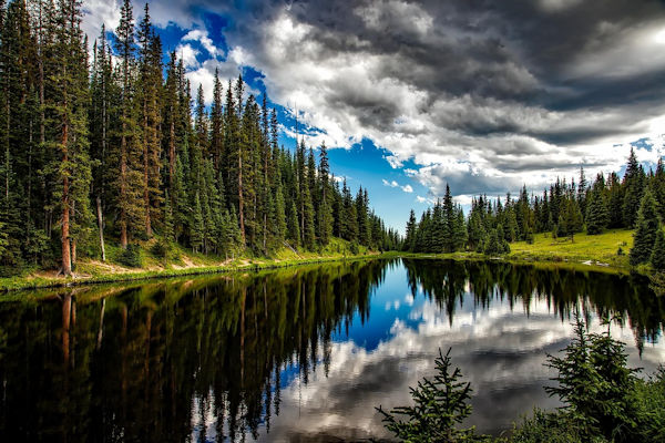 August_2025_-_Can_the_U.S_._Timber_Industry_and_Forest_Carbon_Credit_Programs_Coexist_1_.jpg