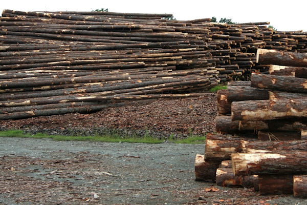 August_2026_-_Local_timber_market_sluggish,_exports_relatively_stable_1.jpg