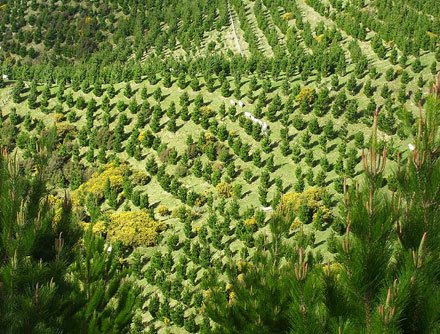 July_2016_-_NZ_to_grow_hardwood_-_lareg.jpg