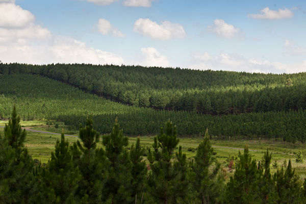 May_2023_-_New_investors_and_unbundling_of_Merensky_Timber.jpg