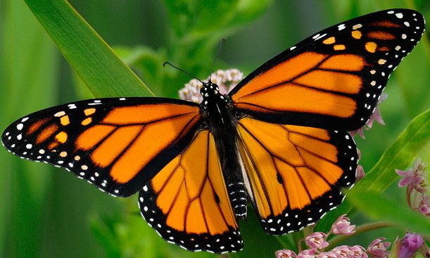 Sept_2016_-_Monarch_Butterfly_-_Large.jpg
