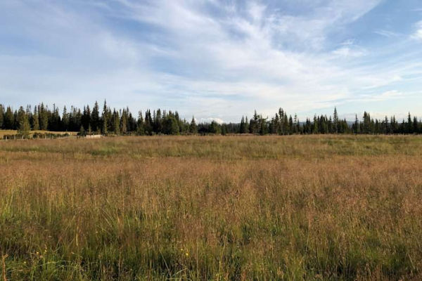 September_2024_-_Global_timber_supply_threatened_as_climate_change_pushes_cropland_northwards_1.jpg