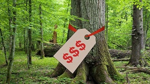 Timber.jpg