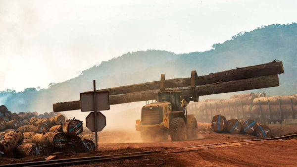 Africa timber trade still stuck in the woods - Sawmilling in South Africa